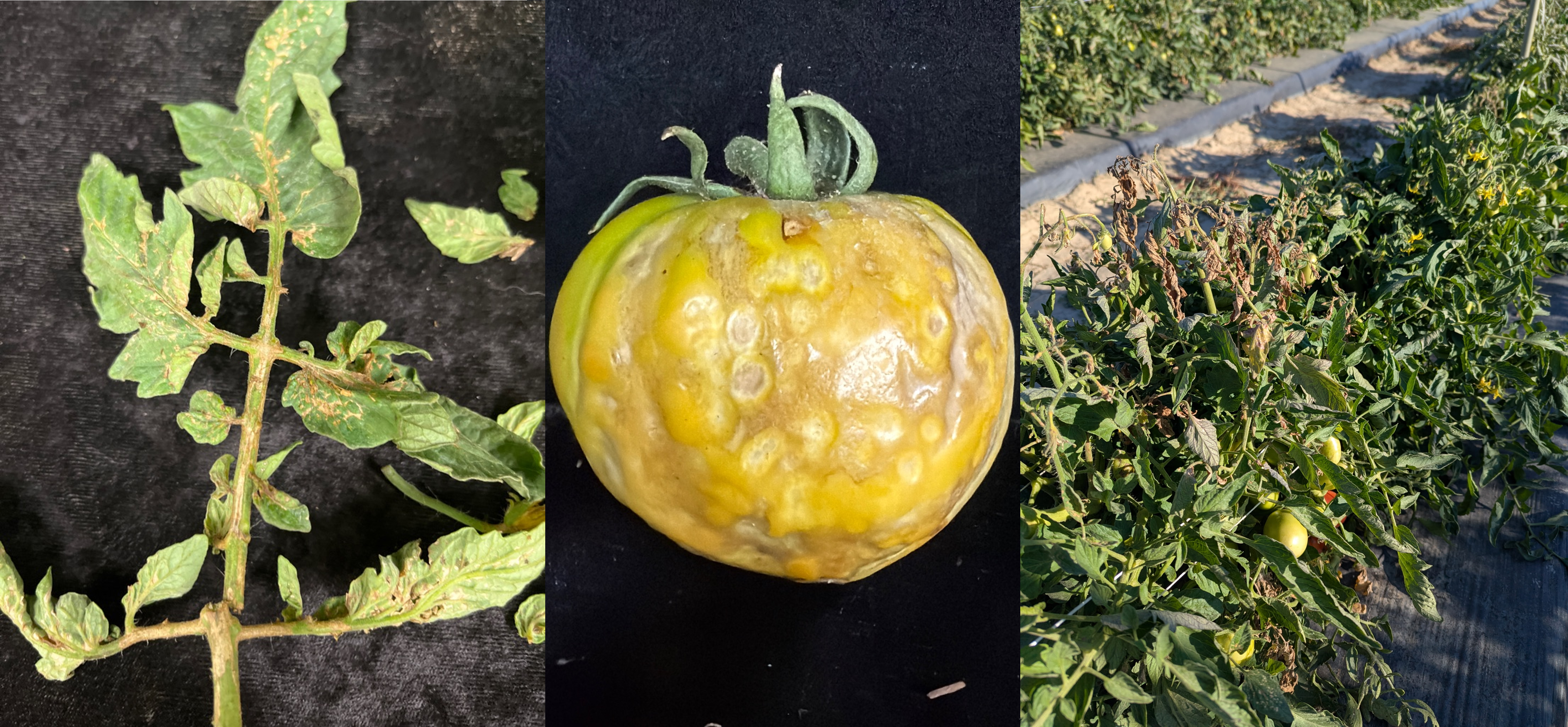 Tomato necrotic spot virus symptoms on tomato leaf and fruit.